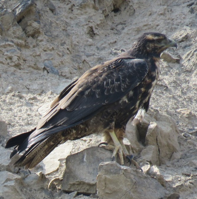 Black-chested Buzzard-Eagle - Monica Paredes Mejia