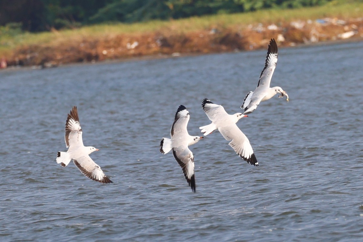 Brown-headed Gull - ML416453291