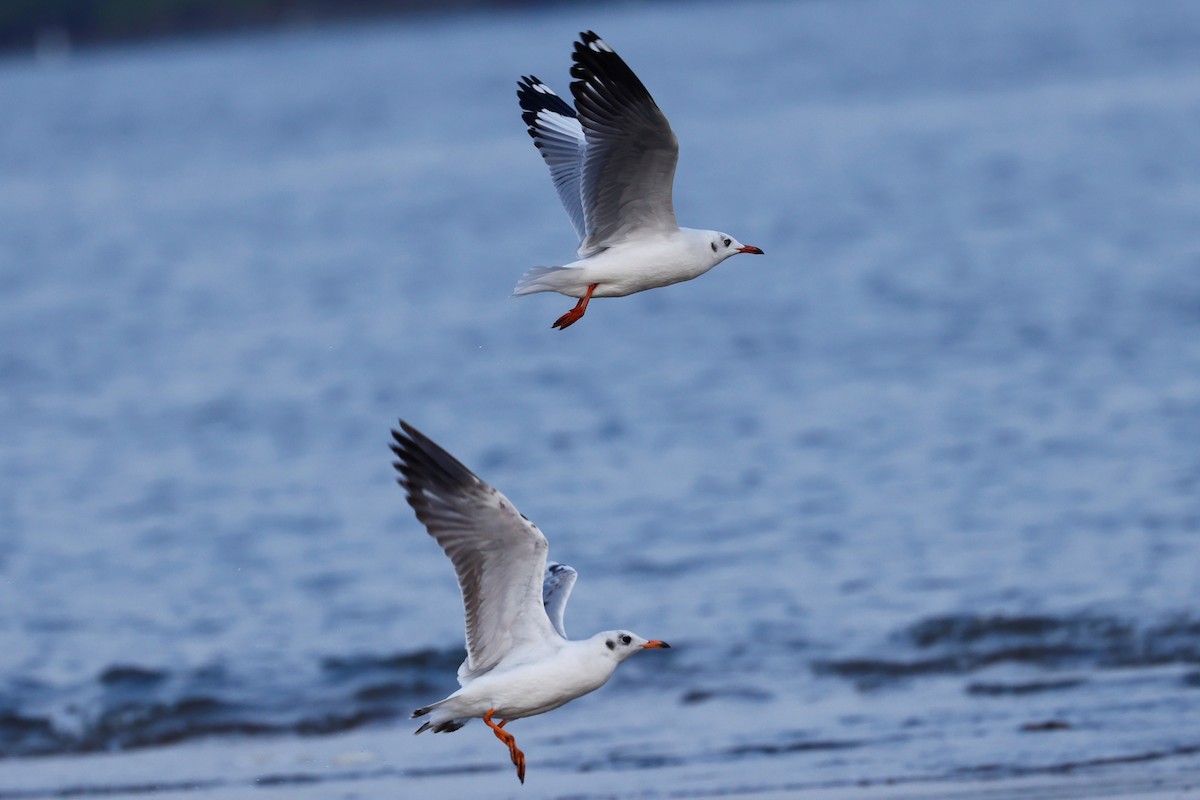 Brown-headed Gull - Kakul Paul