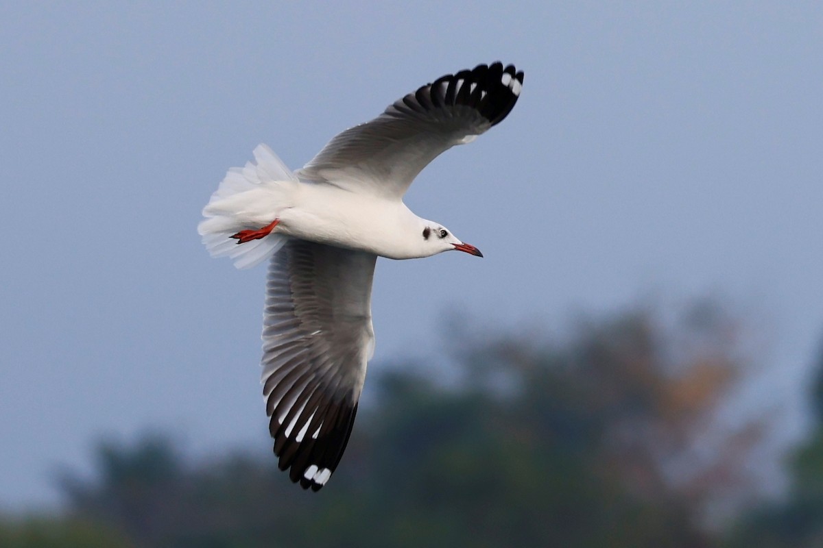 Brown-headed Gull - ML416453391