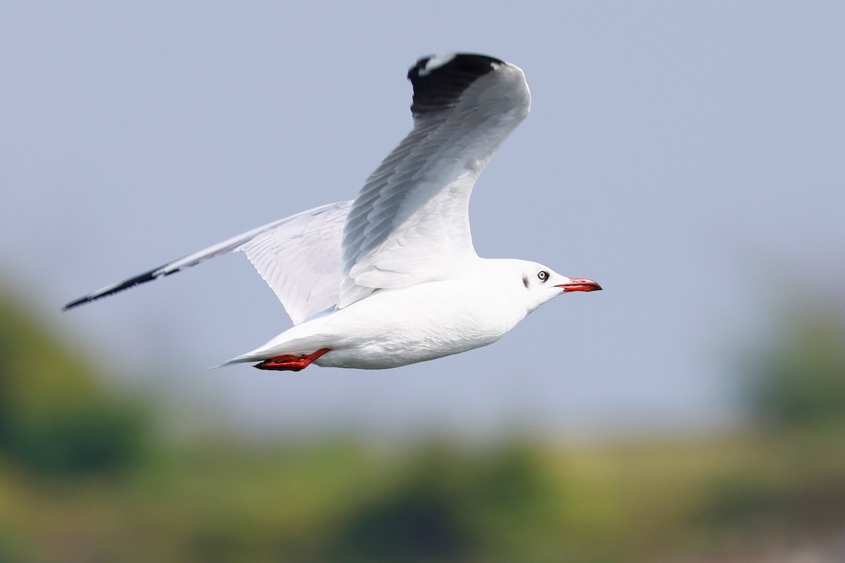 Brown-headed Gull - ML416453401