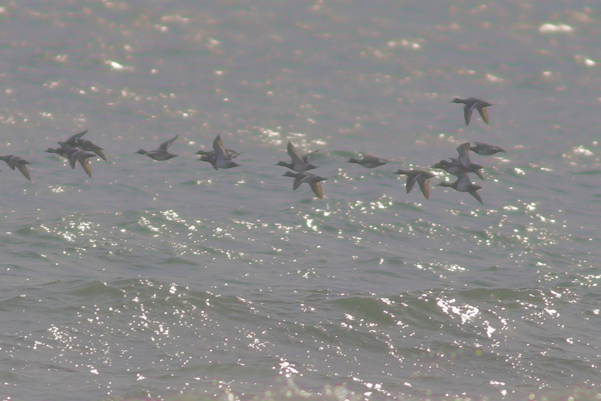 Lesser Scaup - ML416454191