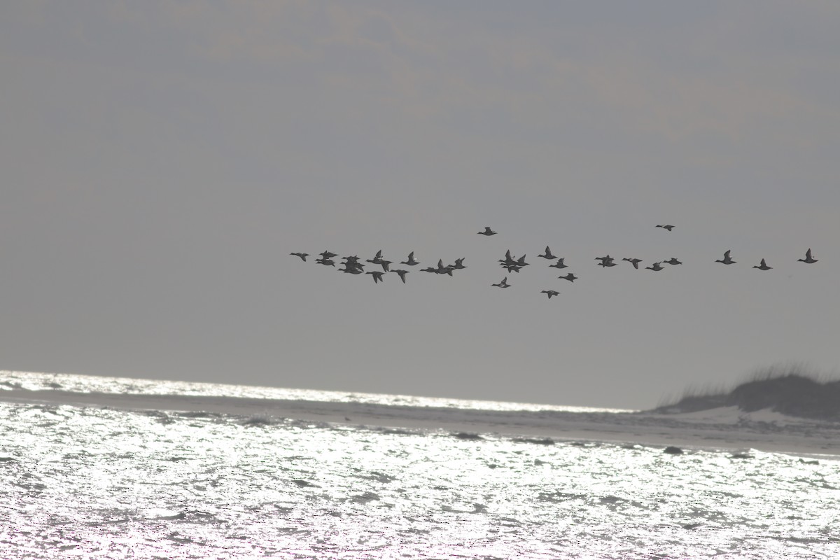 Lesser Scaup - ML416454241