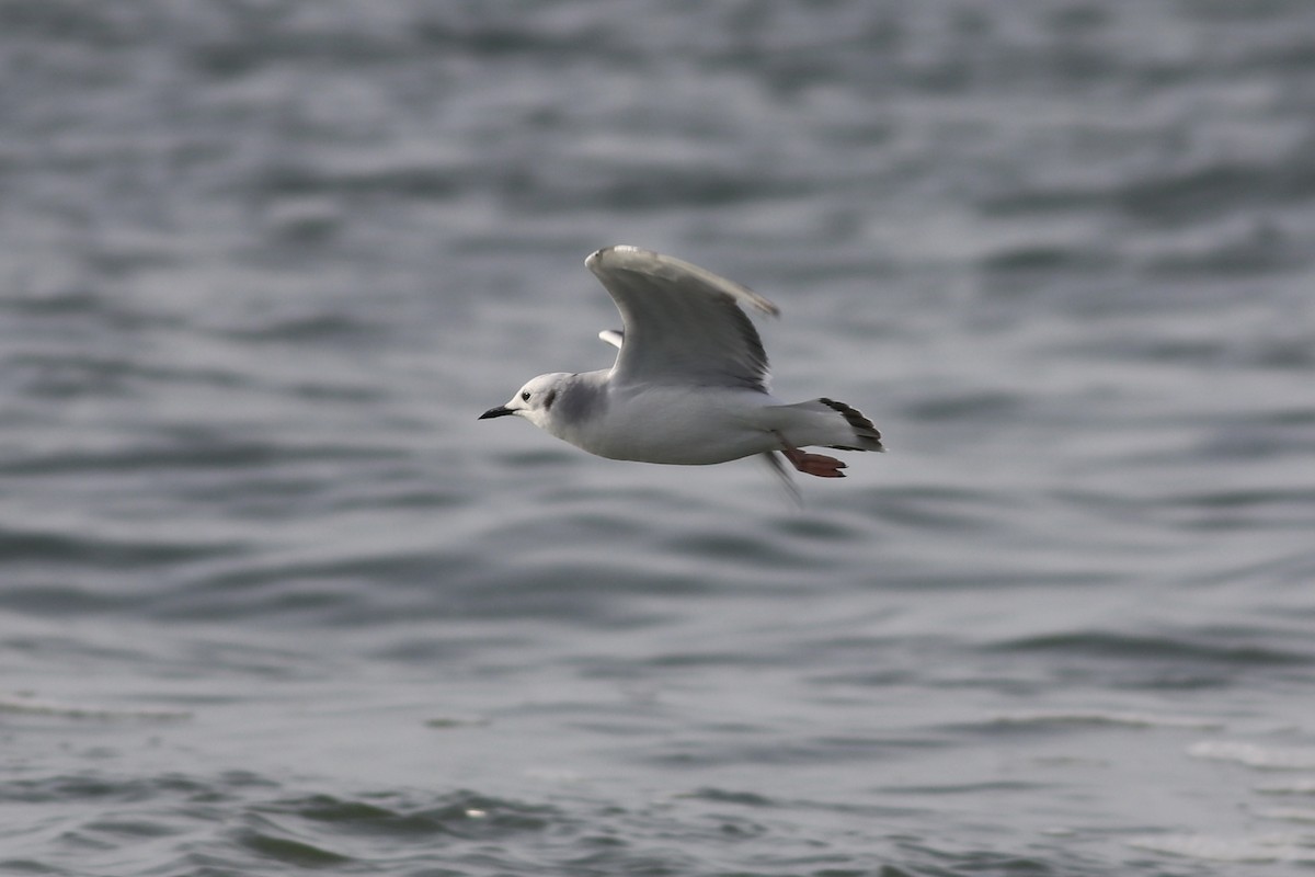 Bonaparte's Gull - ML416454351