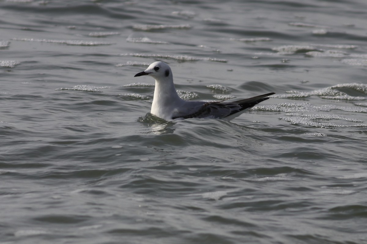 Bonaparte's Gull - ML416454361