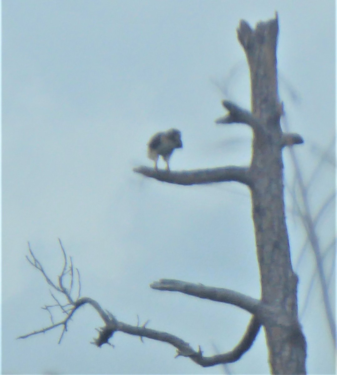 Red-tailed Hawk - elwood bracey