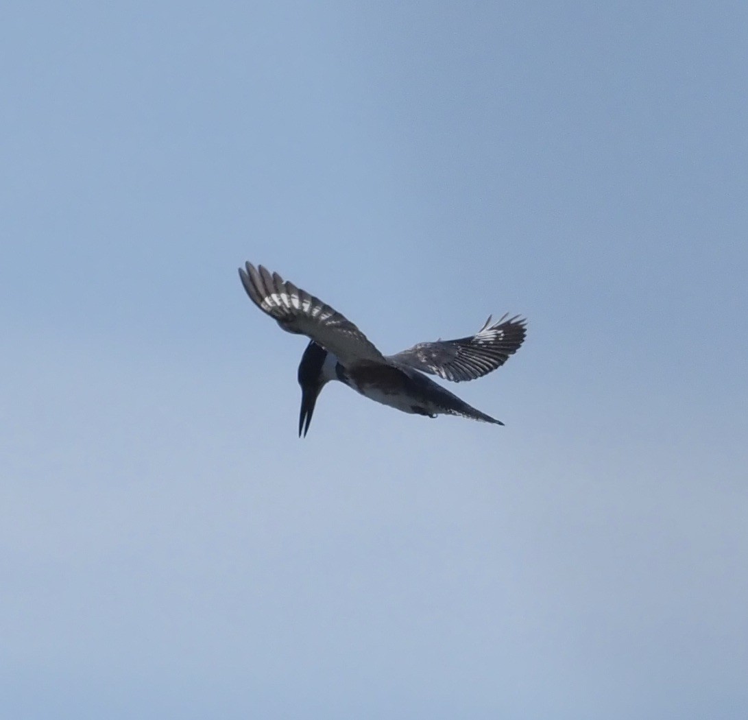 Belted Kingfisher - ML416455261