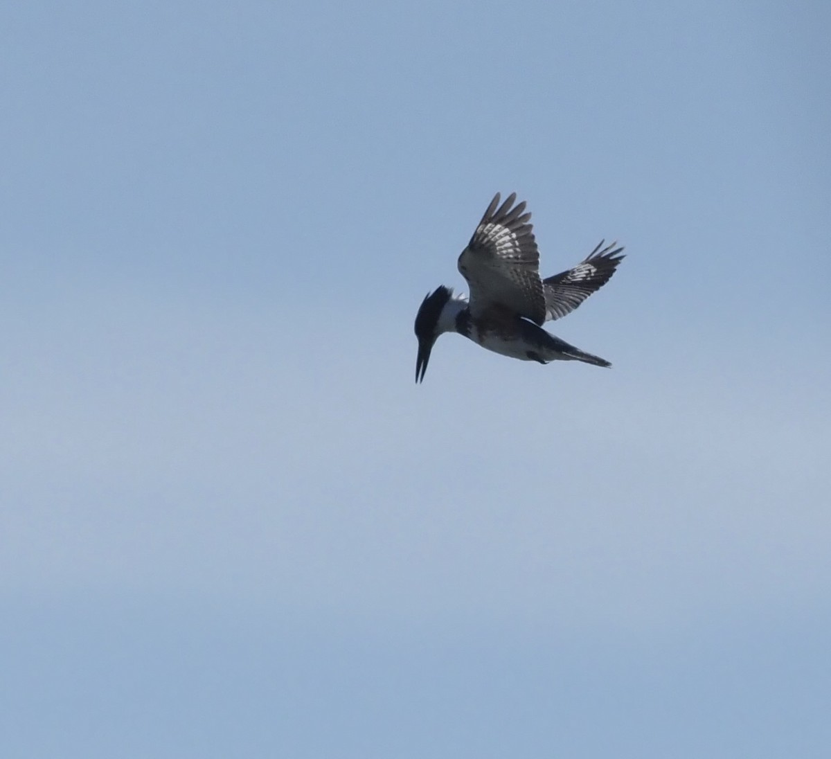 Belted Kingfisher - Bob Foehring