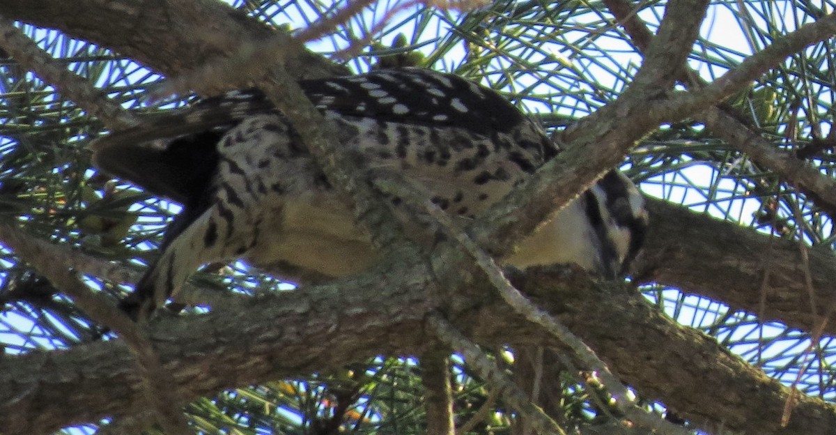 Ladder-backed Woodpecker - ML416456301