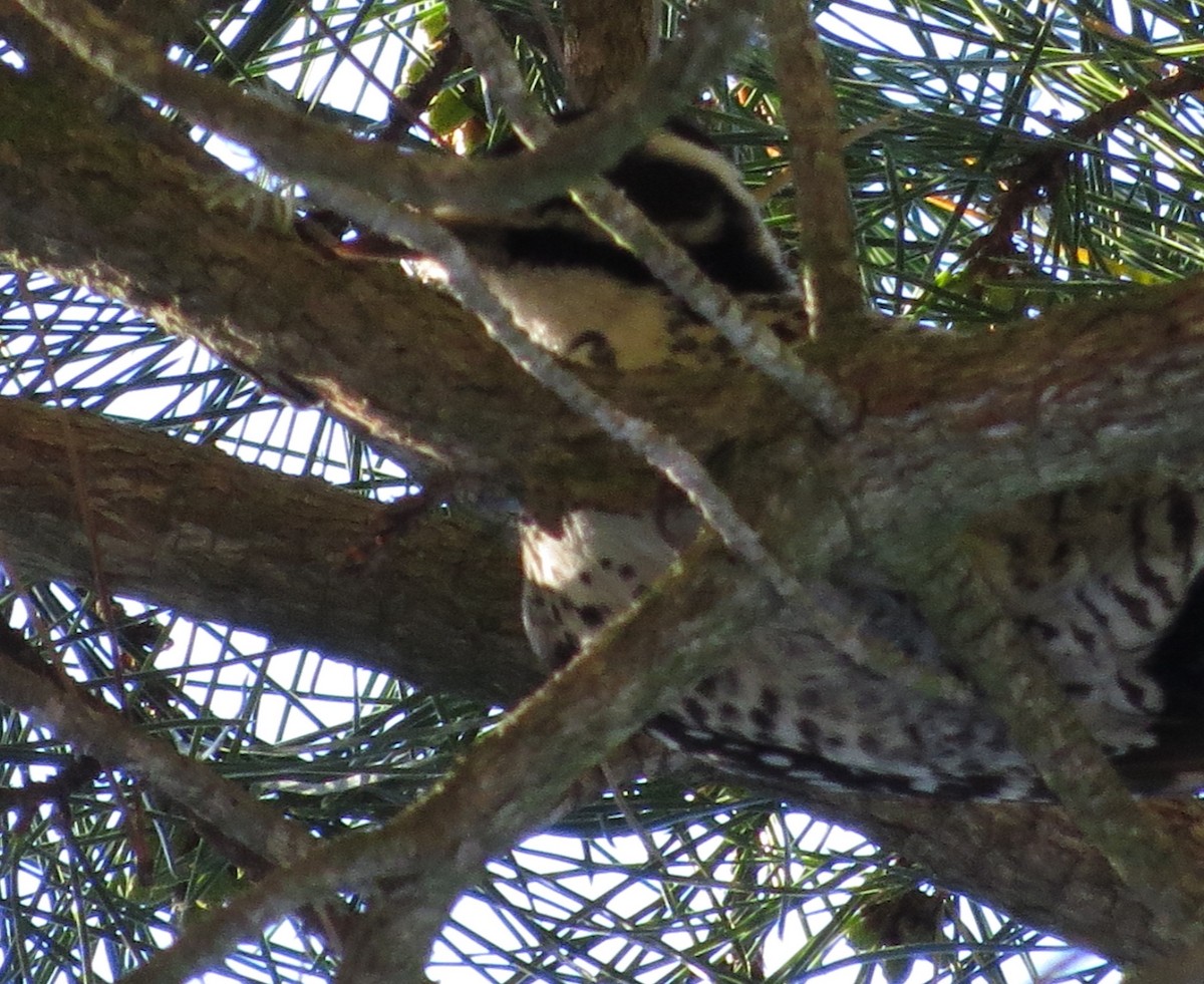 Ladder-backed Woodpecker - ML416456701