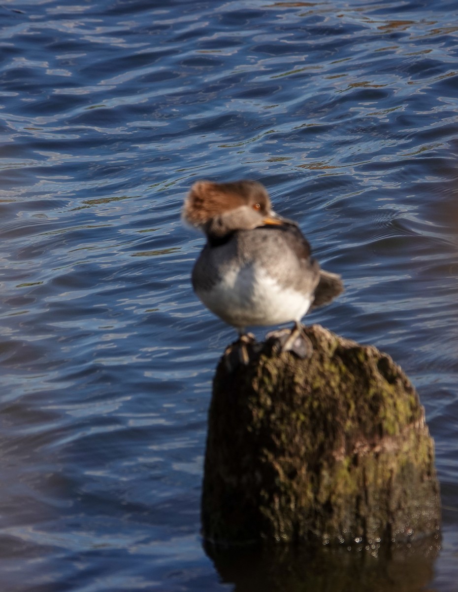 Hooded Merganser - ML416457211