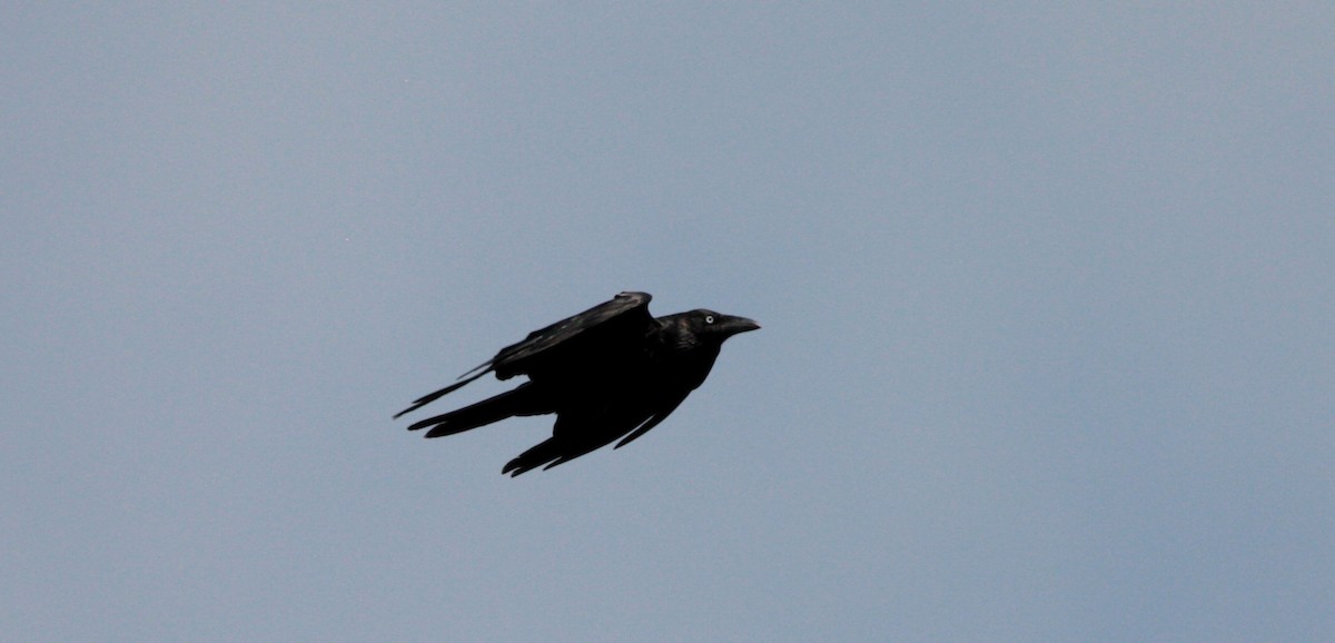 Australian Raven - ML41645741