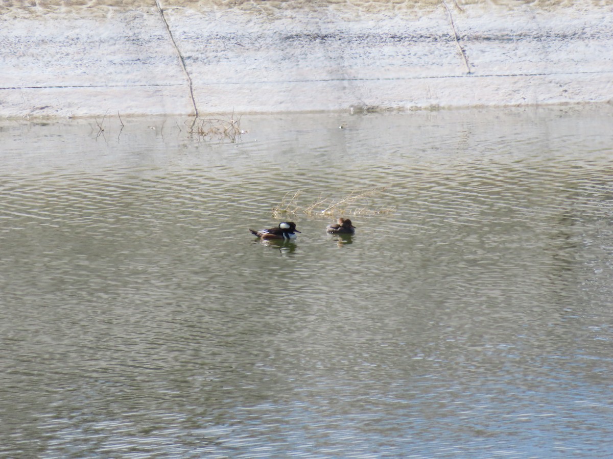 Hooded Merganser - ML416457451