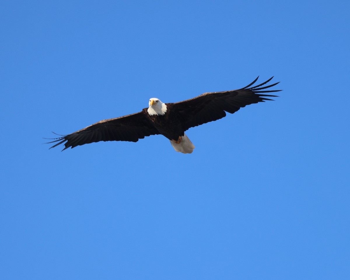 Bald Eagle - ML416457981