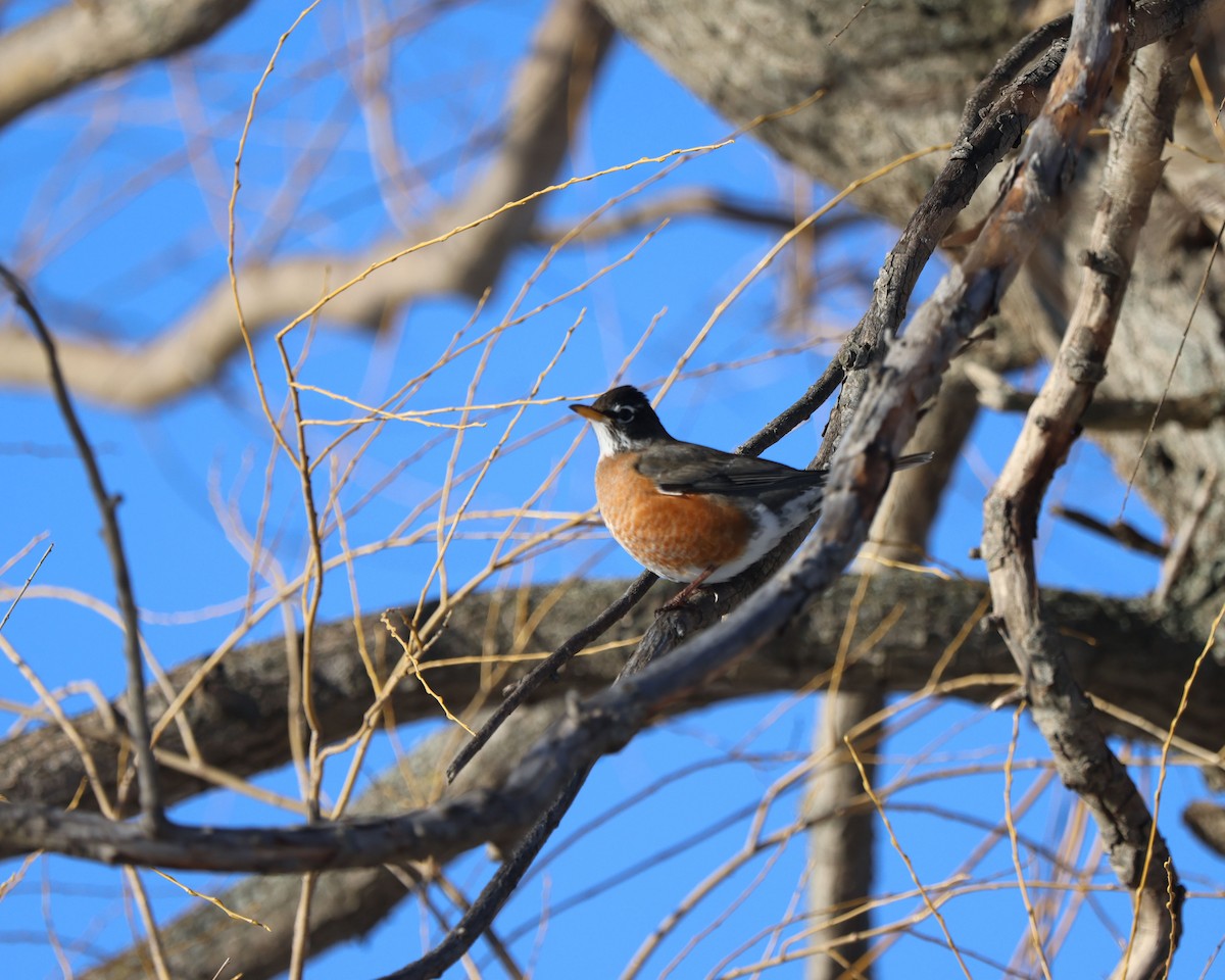 American Robin - ML416458011