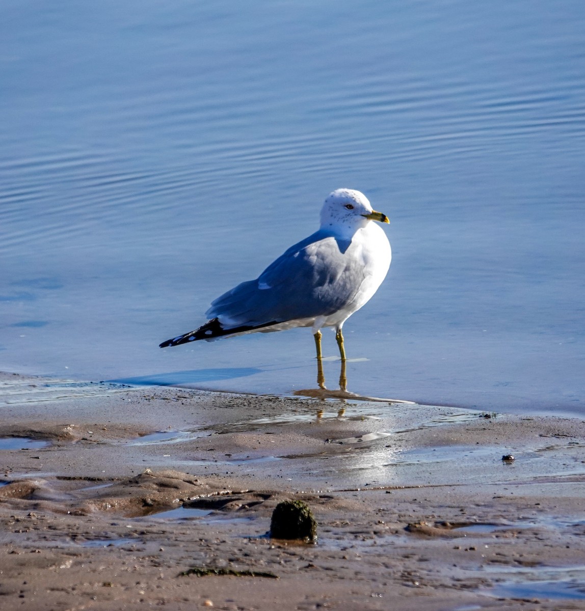 Ring-billed Gull - ML416458151