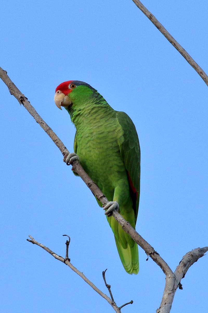 Red-crowned Parrot - ML416458731