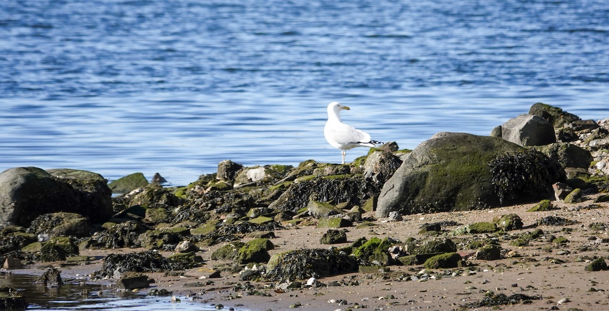 Gaviota Argéntea - ML416459051