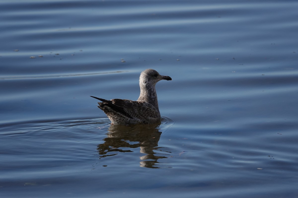 Gaviota Argéntea - ML416459171