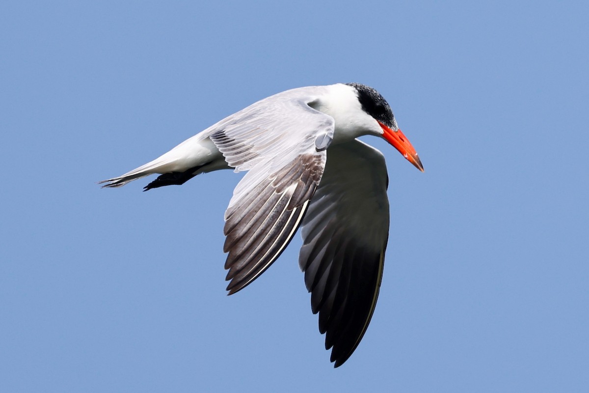 Caspian Tern - ML416459721