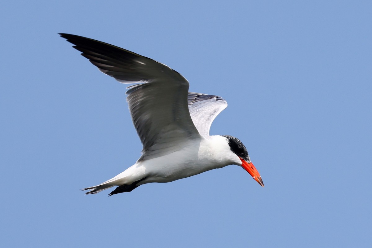 Caspian Tern - ML416459741