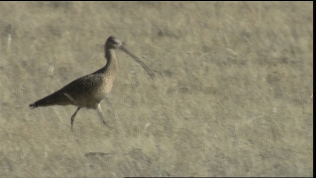 Long-billed Curlew - ML416462