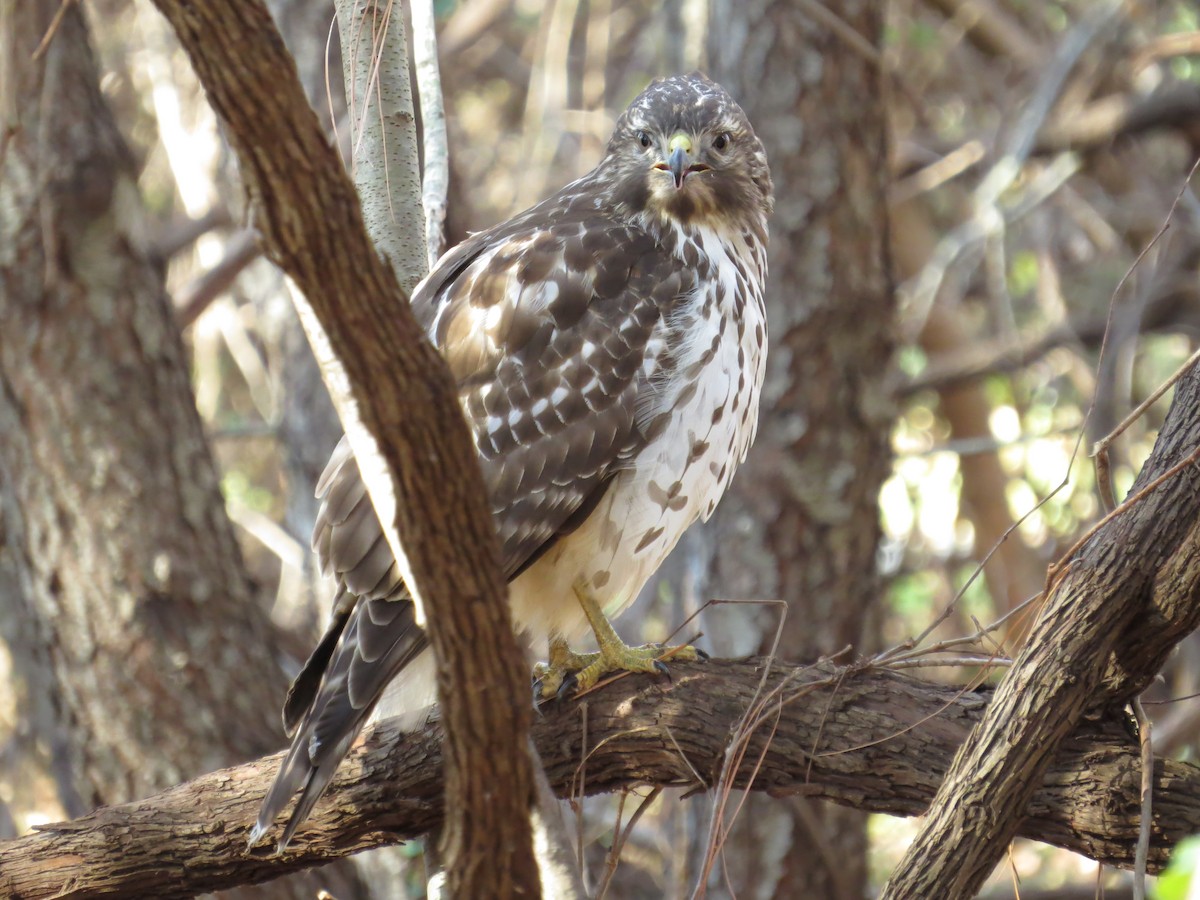 Red-shouldered Hawk - Tim Carney