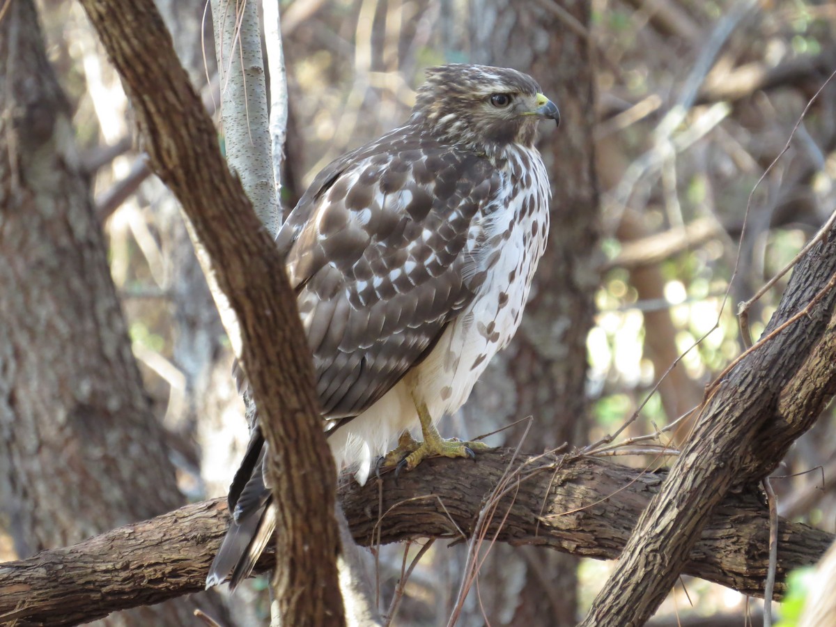 Red-shouldered Hawk - Tim Carney