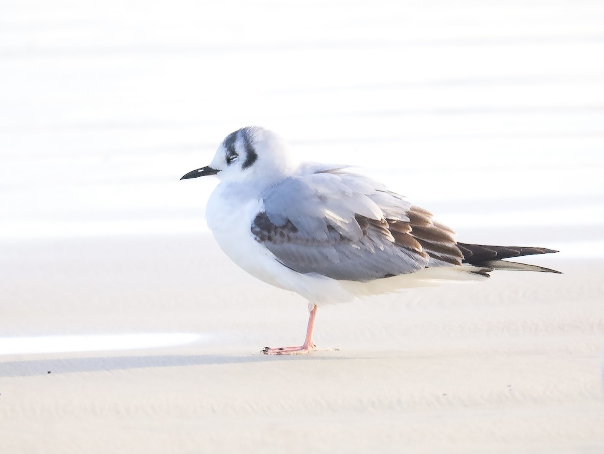 Bonaparte's Gull - ML416463411