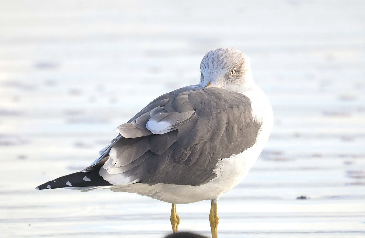 Lesser Black-backed Gull - ML416463471