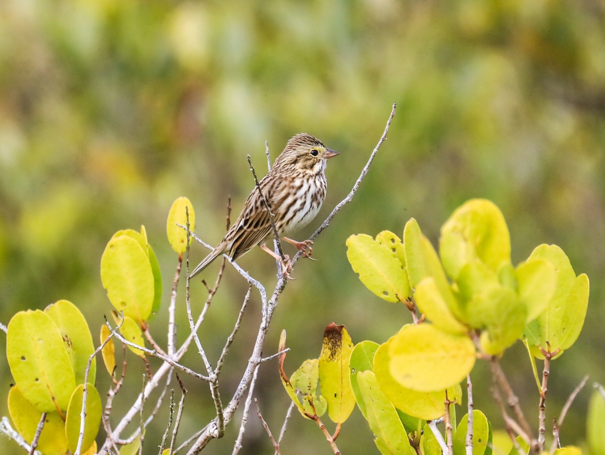 Savannah Sparrow - ML416463831