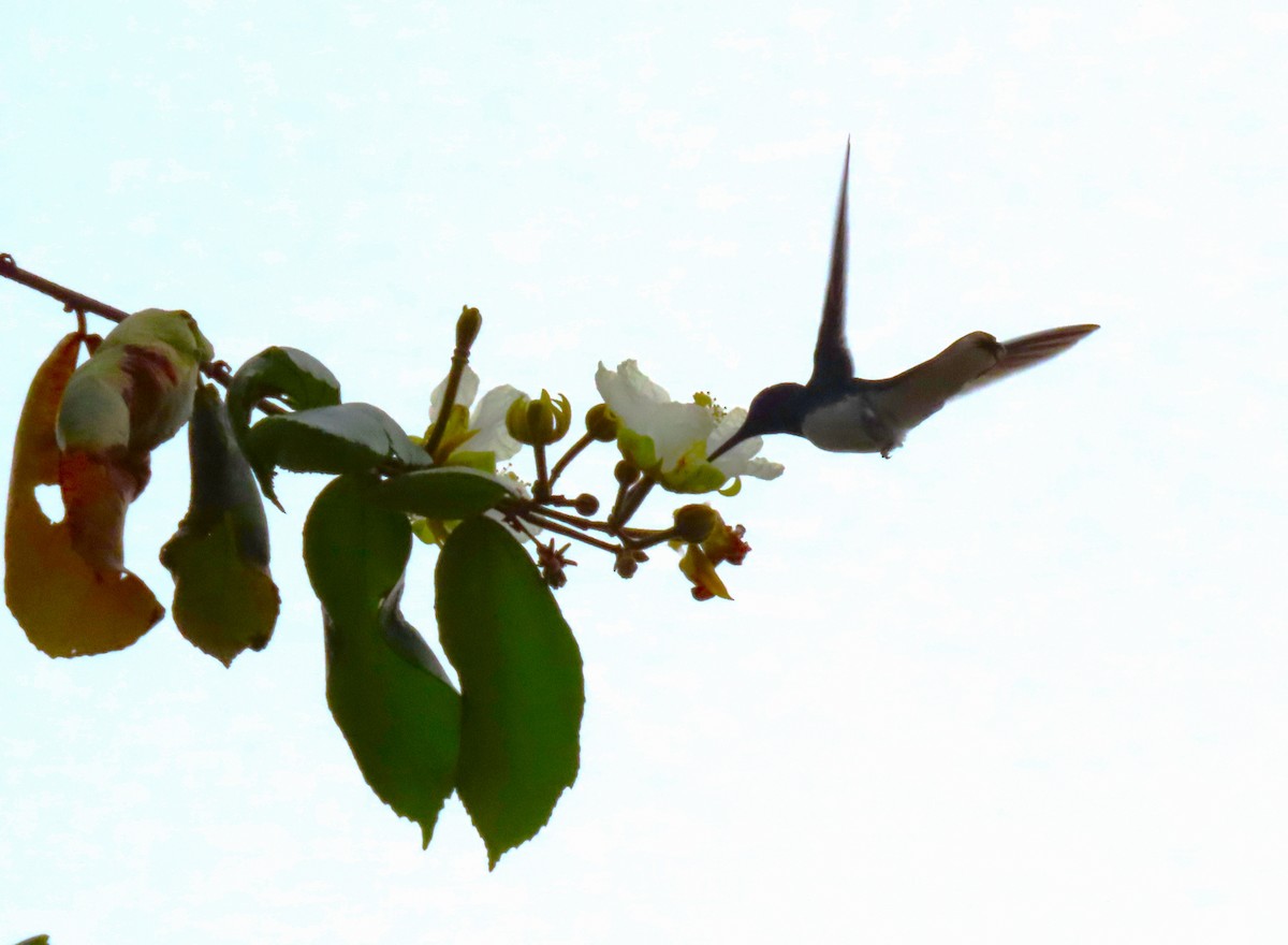 White-necked Jacobin - Manuel Pérez R.