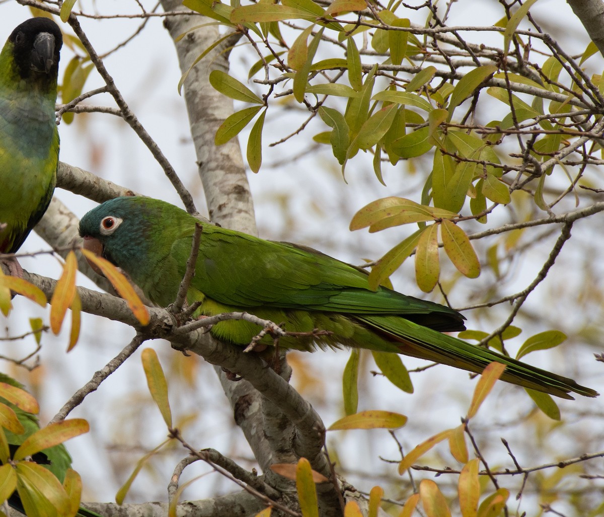 aratinga modročelý - ML416464901