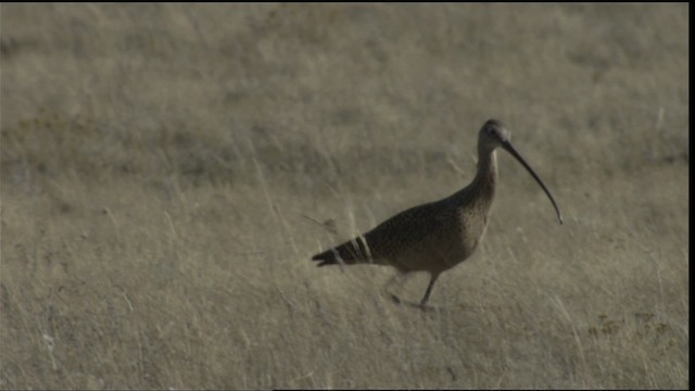 Long-billed Curlew - ML416465