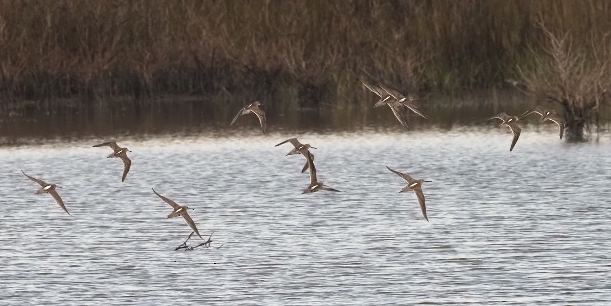 Short-billed Dowitcher - ML416465791