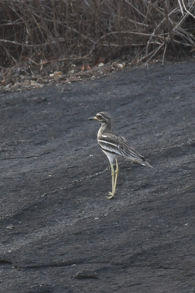 Indian Thick-knee - ML416466461