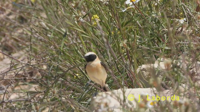 Western Black-eared Wheatear - ML416467191