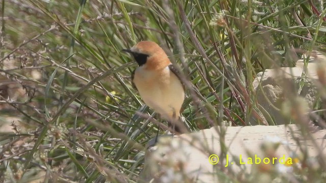 Western Black-eared Wheatear - ML416467361