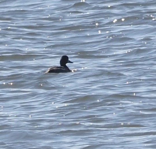 Lesser Scaup - ML416467381