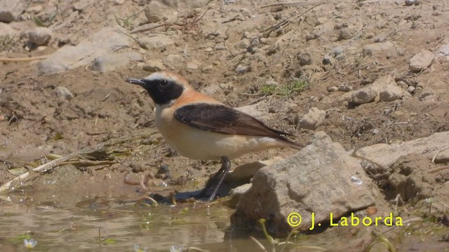 Western Black-eared Wheatear - ML416467431