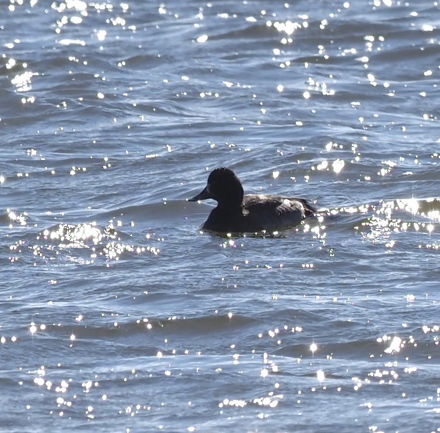 Lesser Scaup - Bob Foehring