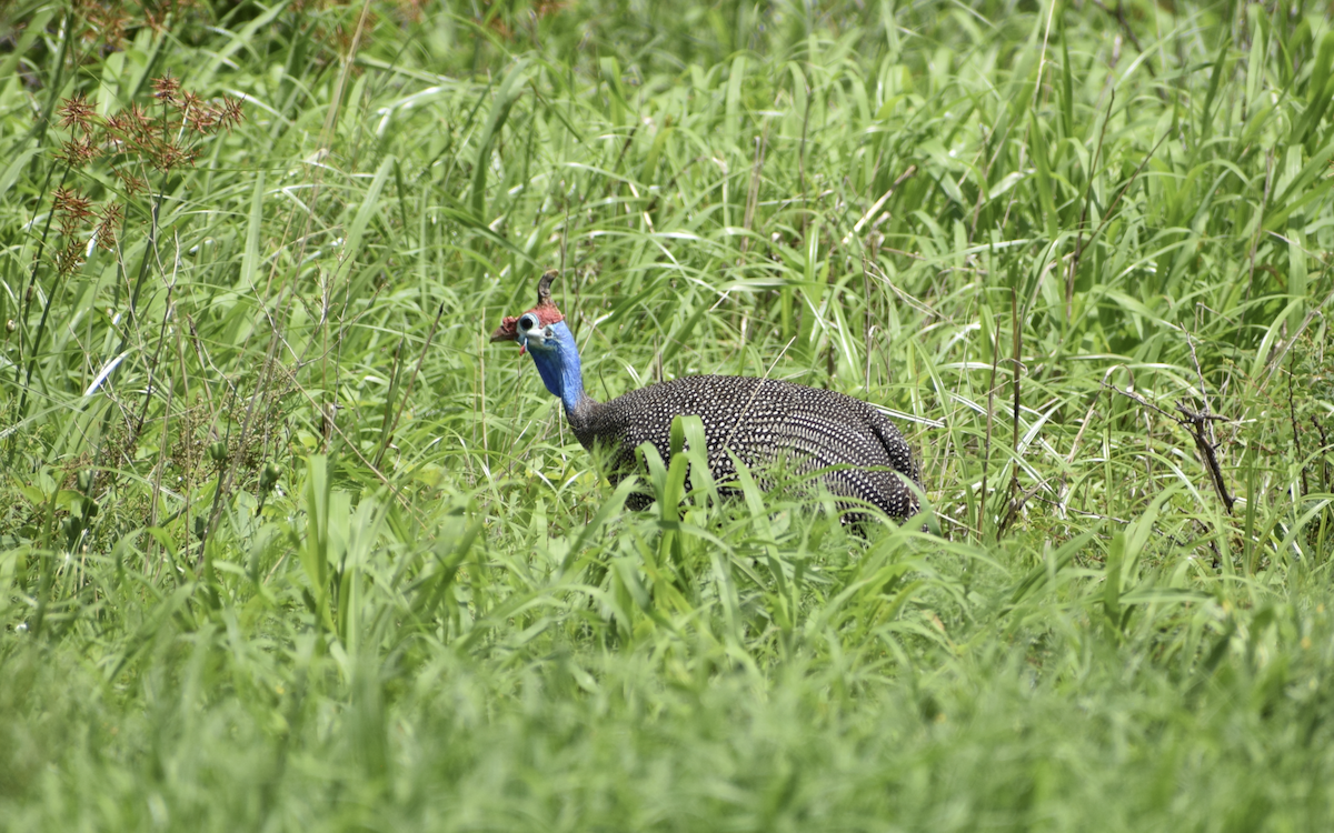 Helmeted Guineafowl - ML416468621