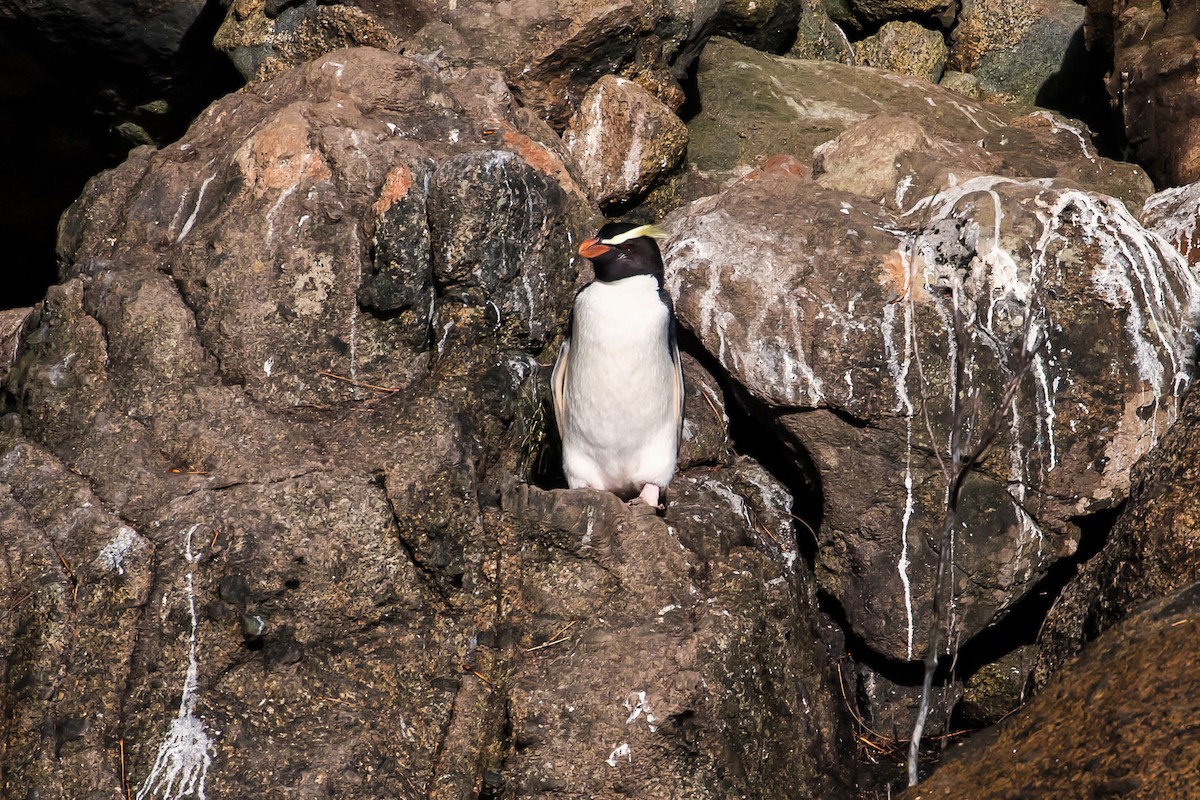 Fiordland Penguin - graichen & recer