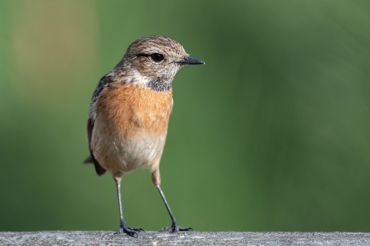 European Stonechat - Ana Amaral