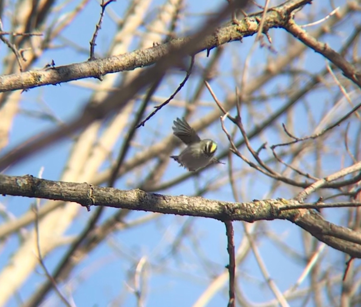 Golden-crowned Kinglet - ML416473561