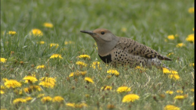 Northern Flicker (Red-shafted) - ML416474