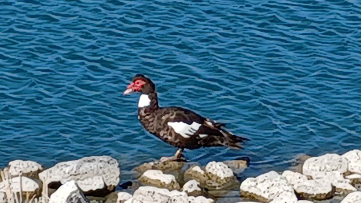 Muscovy Duck (Domestic type) - ML416475761