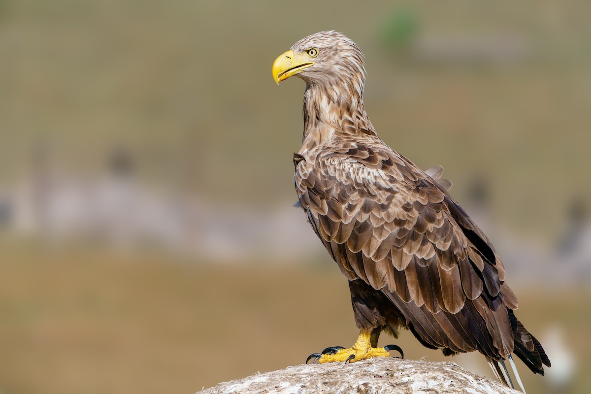 White-tailed Eagle - babur hakarar