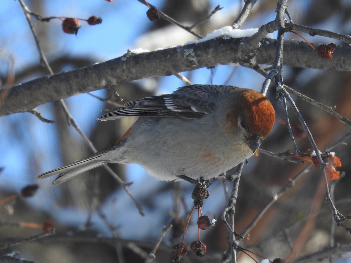 Pine Grosbeak - ML416477631