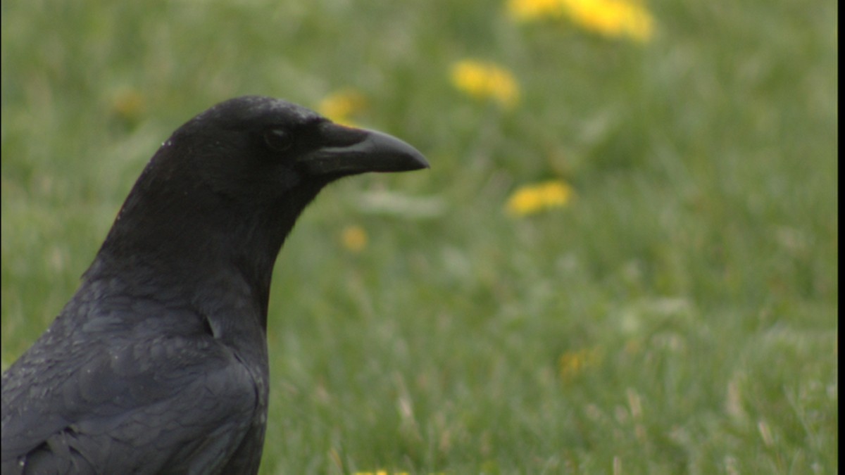 ML416478 - American Crow - Macaulay Library